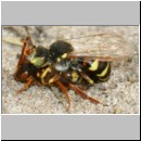 Nomada lathburiana - Wespenbiene 04c 10mm Paarung.jpg